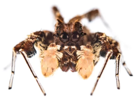 Close-up of a dandy jumping spider