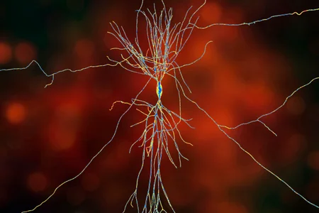 Close-up of a neuron